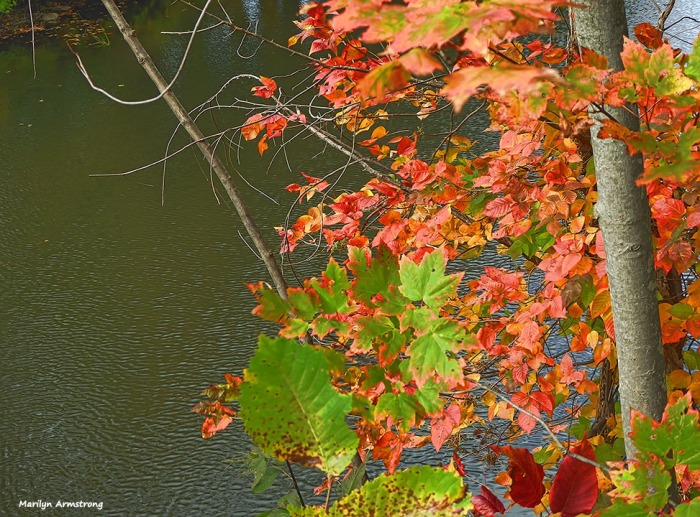 72-autumn-river-10042016_037