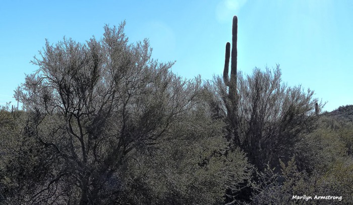 180-saguaro-ironwood-superstition-011316_225