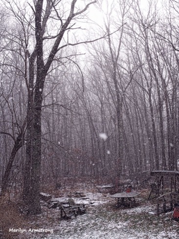 180-tall-woods-snow-flurries-30122016_03