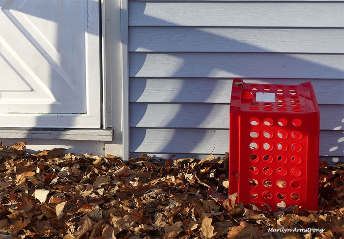 A red crate in a pile of oak leaves