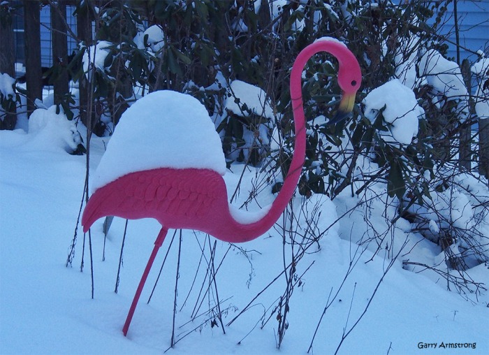 Not a robin, but Fred the Lawn Flamingo. Leaning forward but otherwise unaffected by the cruel weather.