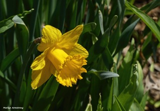 180-Daffodils-2-041617_048