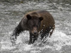 bear_fishing