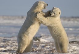 polar-bear-tours-800x546