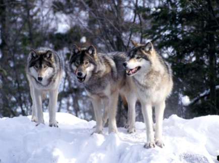 wolf_wolves_pack3