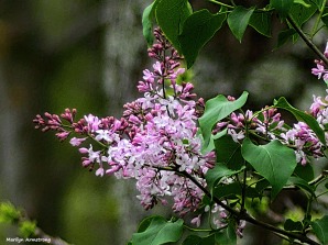 180-Lilacs-May-Garden-1_050317_026
