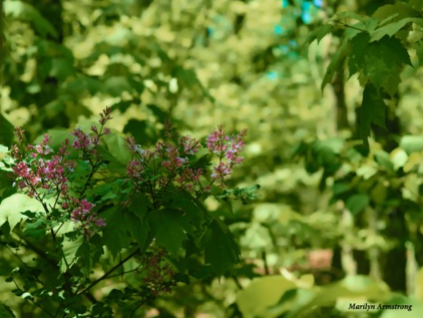 300-lilacs-woods-mid-may-051817_013