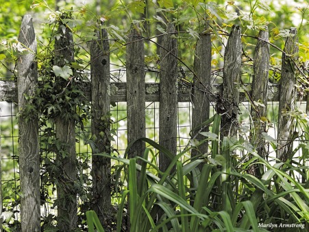 300-picket-fence-mid-may-051817_024