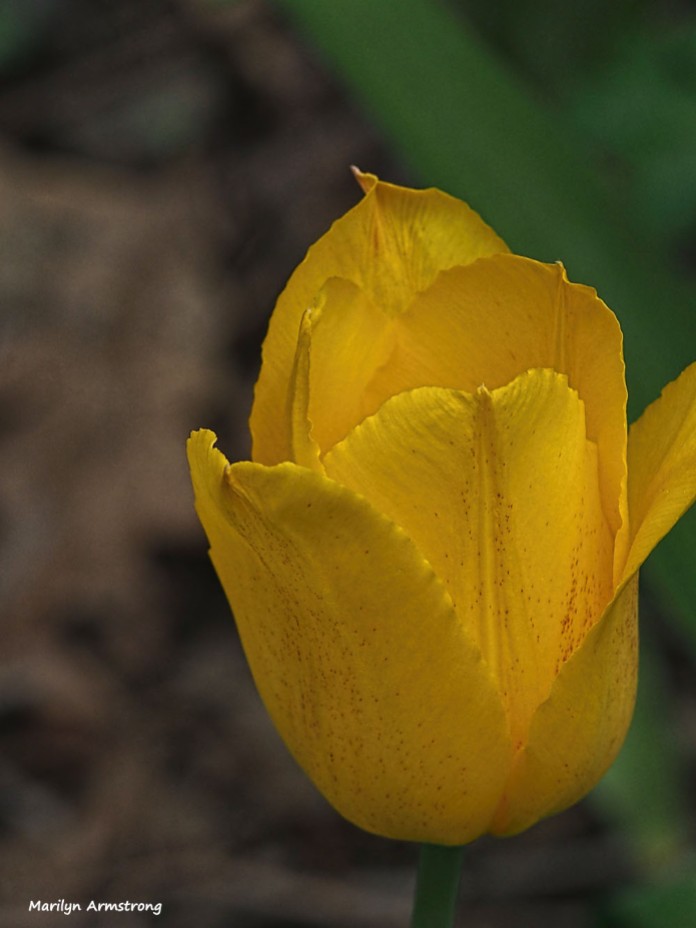 300-yellow-tulip-may-garden-omd_050317_098
