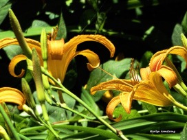 180-Lily-Textures-July-2-070217_045