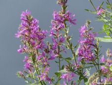 180-Purple-Flowers-Roaring-Dam-2-MAR-082617_032
