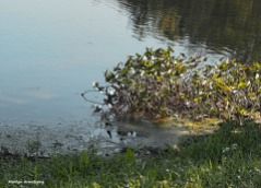 300-water-lilies-river-bend-mar-092317_076