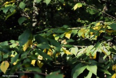 300-yellow-leaves-late-sept-deck-mar-092517_024