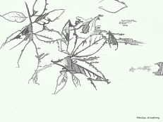 300-bw-line-drawing-leaves-on-deck-foliage-3-oly-101017_091