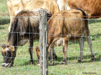 180-Cows-Fence-Pasture-Farm-Mar-100517_137