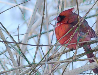 The most scarlet bird - our Cardinal in the snow