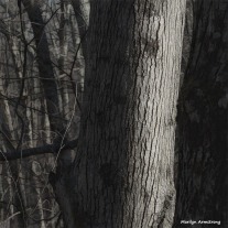 180-Graphic-Trees-Bark-Warm-Day-in-February-02212018_106