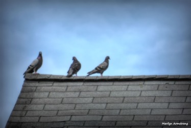 180-Three-Pigeons-072014_045