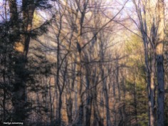 180-Woods-Paint-Curley-Dec-17_008