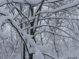 Trees heavy with snow
