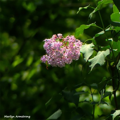 180-Last-Lilac-Square-Lawn-And-Garden-FZ300-05232018_002