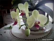 300-Glow-Three-Orchids-Q-170618_051