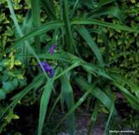 300-Spiderwort-June-GardenPentx-030618_023