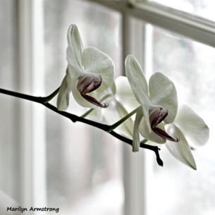 300-white-four-orchids-210718_009