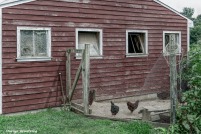 180-Chickens-Farm-MAR-170818_048