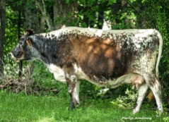 180-Cow-Farm-MAR-170818_092