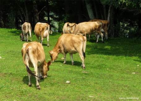 180-Cows-Farm-GAR-170818_109