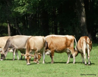 180-Cows-Farm-GAR-170818_115
