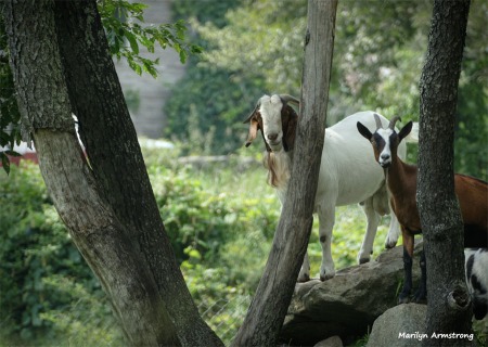 180-Goats-Farm-MAR-170818_077