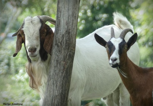 180-Goats-Farm-MAR-170818_082-EDIT
