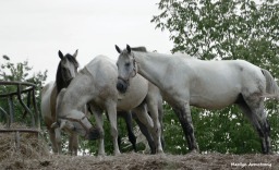 180-Horses-Farm-MAR-170818_057