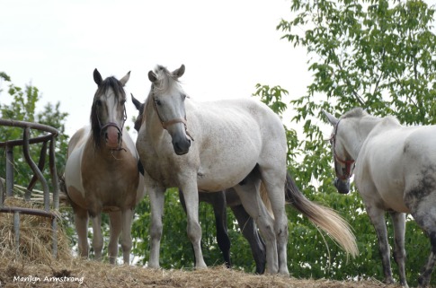 180-Horses-Farm-MAR-170818_065
