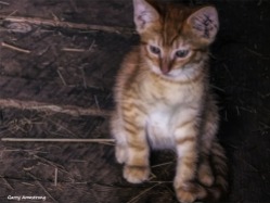 In the barn, one kitten. Photo: Garry Armstrong