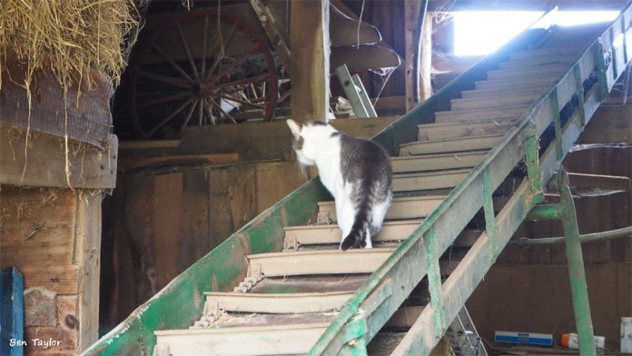 Cats all over the barn