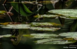 180-Lily-Pads-Reflection-Pond-Manchaug-MAR-22092018_118