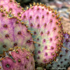 180-Square-Pink-Cactus-MAR-Sunday-011016_087