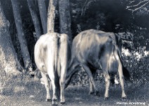 180-BW-Cows-Tails-Farm-MAR-170818_084