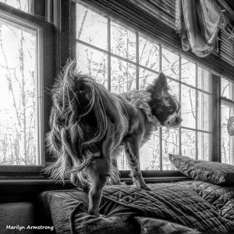 180-BW-Graphic-Duke-Dogs-Home-03262018_004