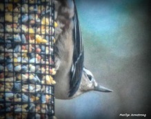 180-Nuthatch-Tuesday-Birds-20181127_416