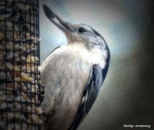 180-Nuthatch-with-Seed-Tuesday-Birds-20181127_406