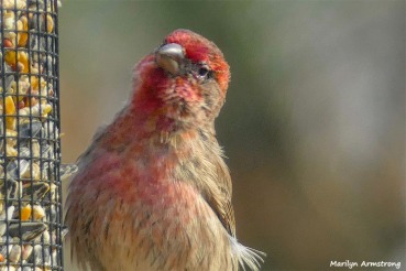 180-Red-Finch-Bird-20181128_029