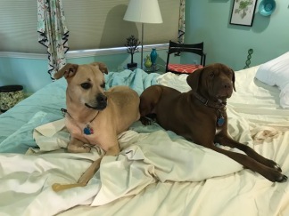 Dogs adjusting to the new bed