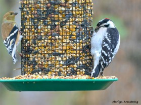 180-Newer-Woodpecker-Warbler-2-Sunday-Birds-12162018_229