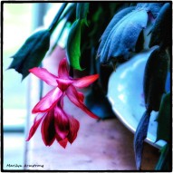 180-Square-Blooming-Thursday-Christmas-Cactus-12132018_004