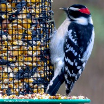 180-Square-Woodpecker-2-Sunday-Birds-12162018_201