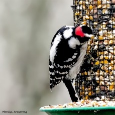 180-Square-Woodpecker-2-Sunday-Birds-12162018_208